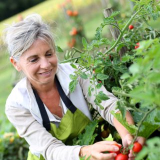 Sustainability Feature: Veggie Garden & Composting