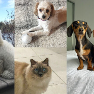 In The Resort – Resort Pets
