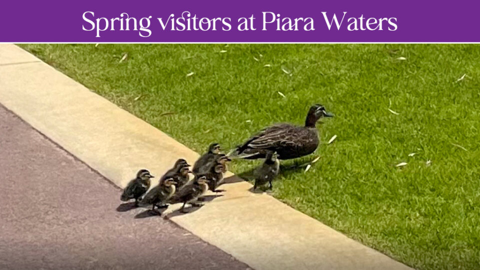 Spring Visitors at Piara Waters